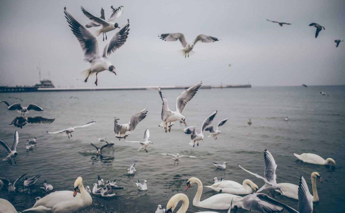 短视频平台开户