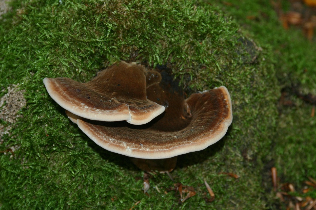 国外ddos攻击页端|洋葱平台怎么开户