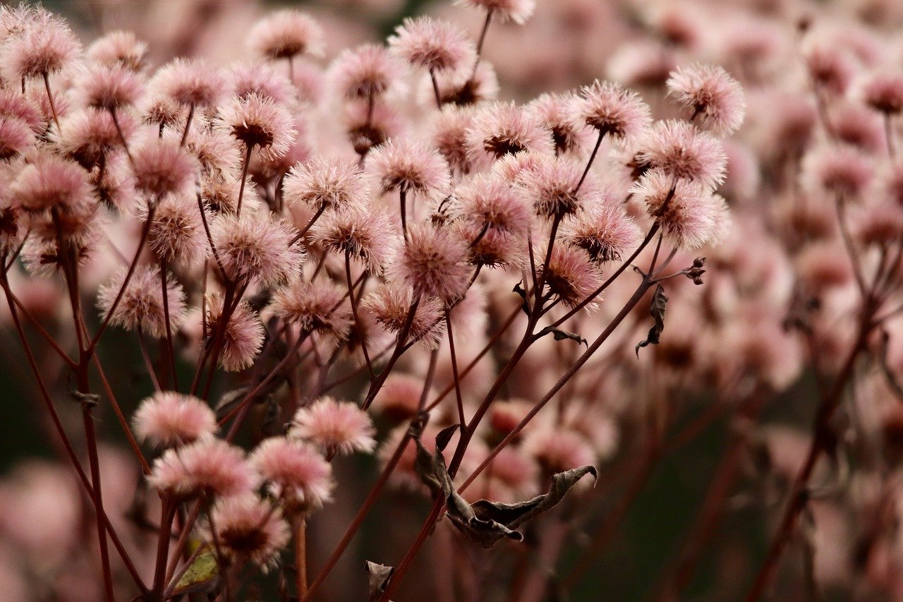 摩登4开心豆app官方详情下载教程